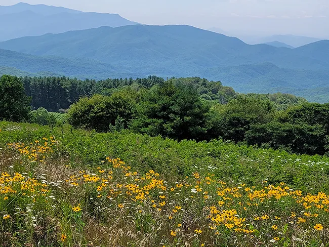 llama trek near Max Patch