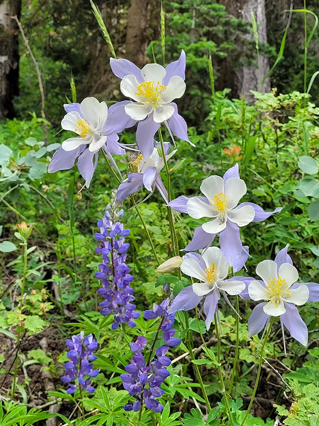 High Camp living room