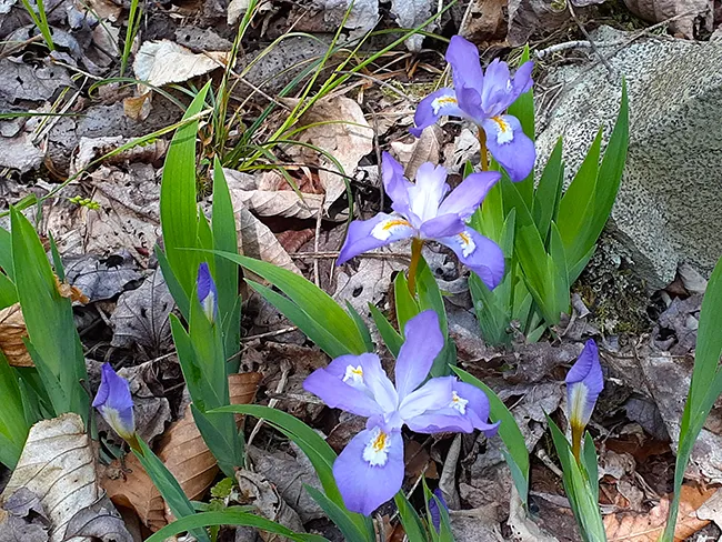 llama trek near Max Patch