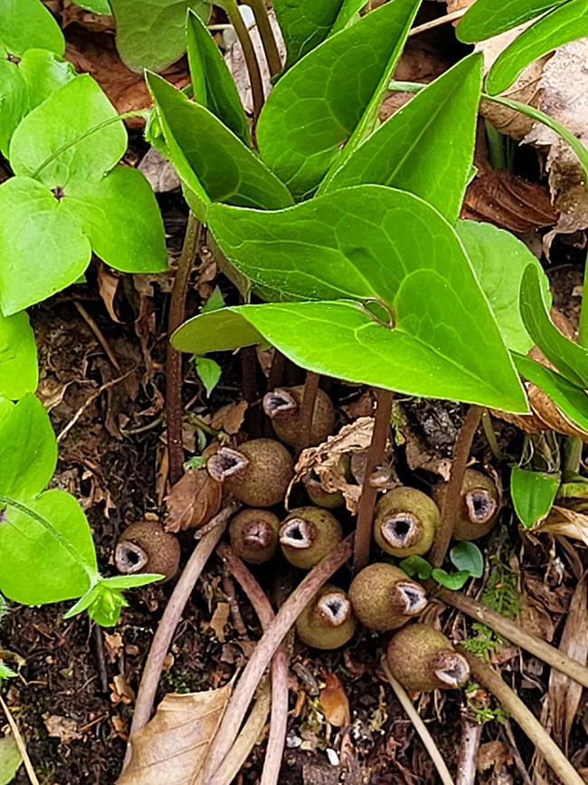 llama trek near Max Patch