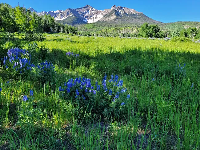 Lupine flowers in Colorado