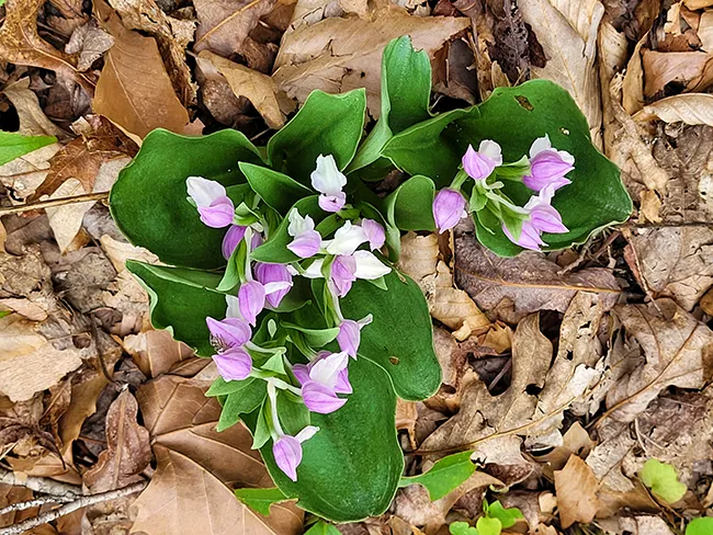 llama trek near Max Patch
