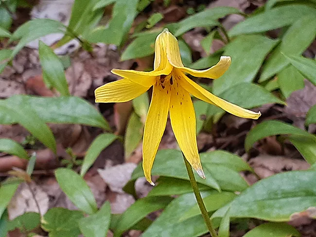 llama trek near Max Patch