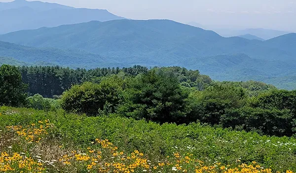 Blue Ridge mountains llama trekking