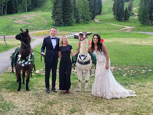 llama wedding ceremony