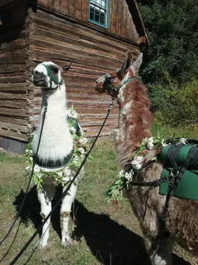 two llamas dressed for a wedding